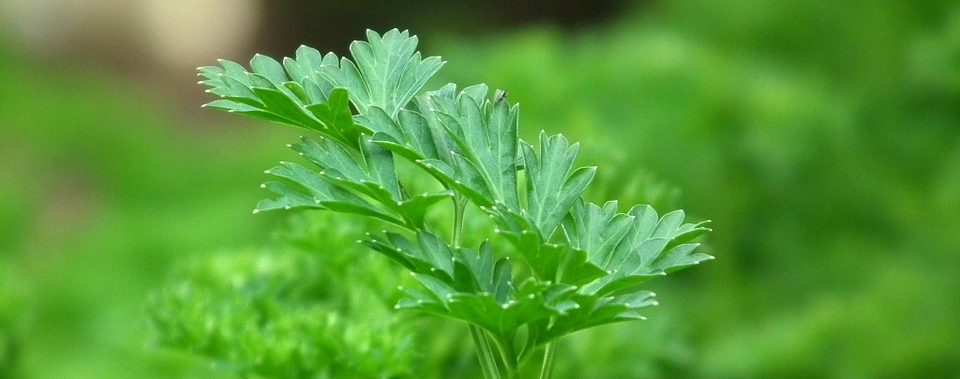 parsley