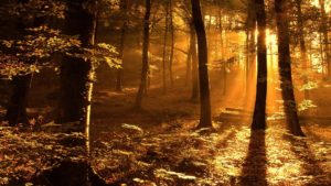 sunset-forest-wallpaper-1