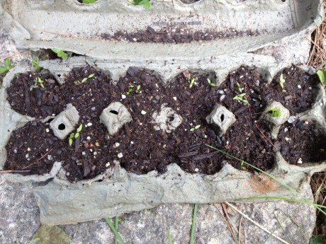 Parsley Sprouts