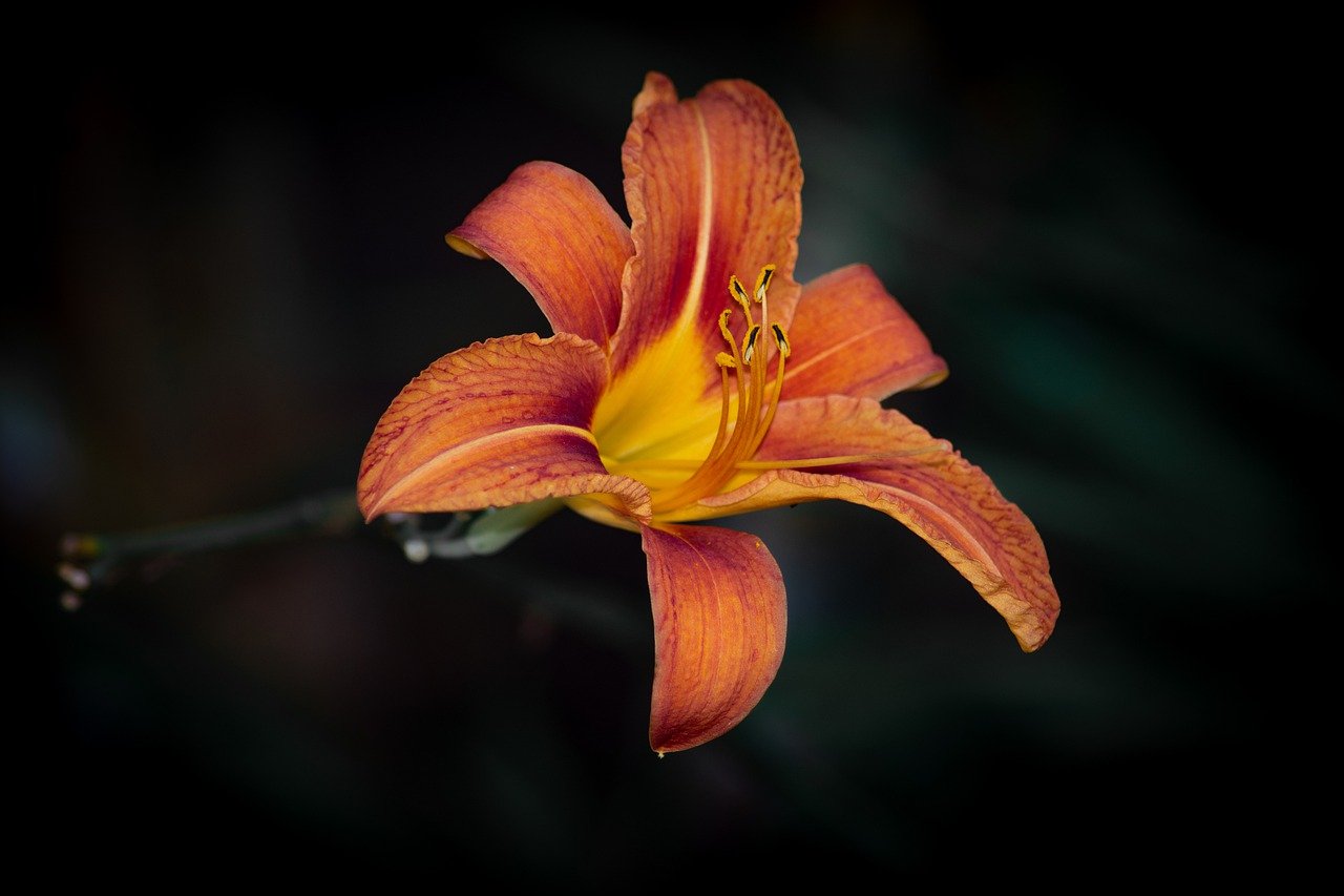 lily, flower, orange flower-6923417.jpg