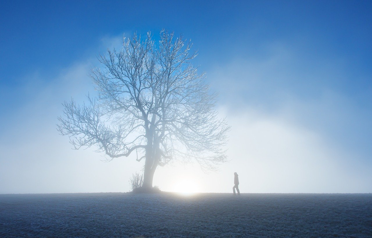 nature, winter, tree-6891549.jpg