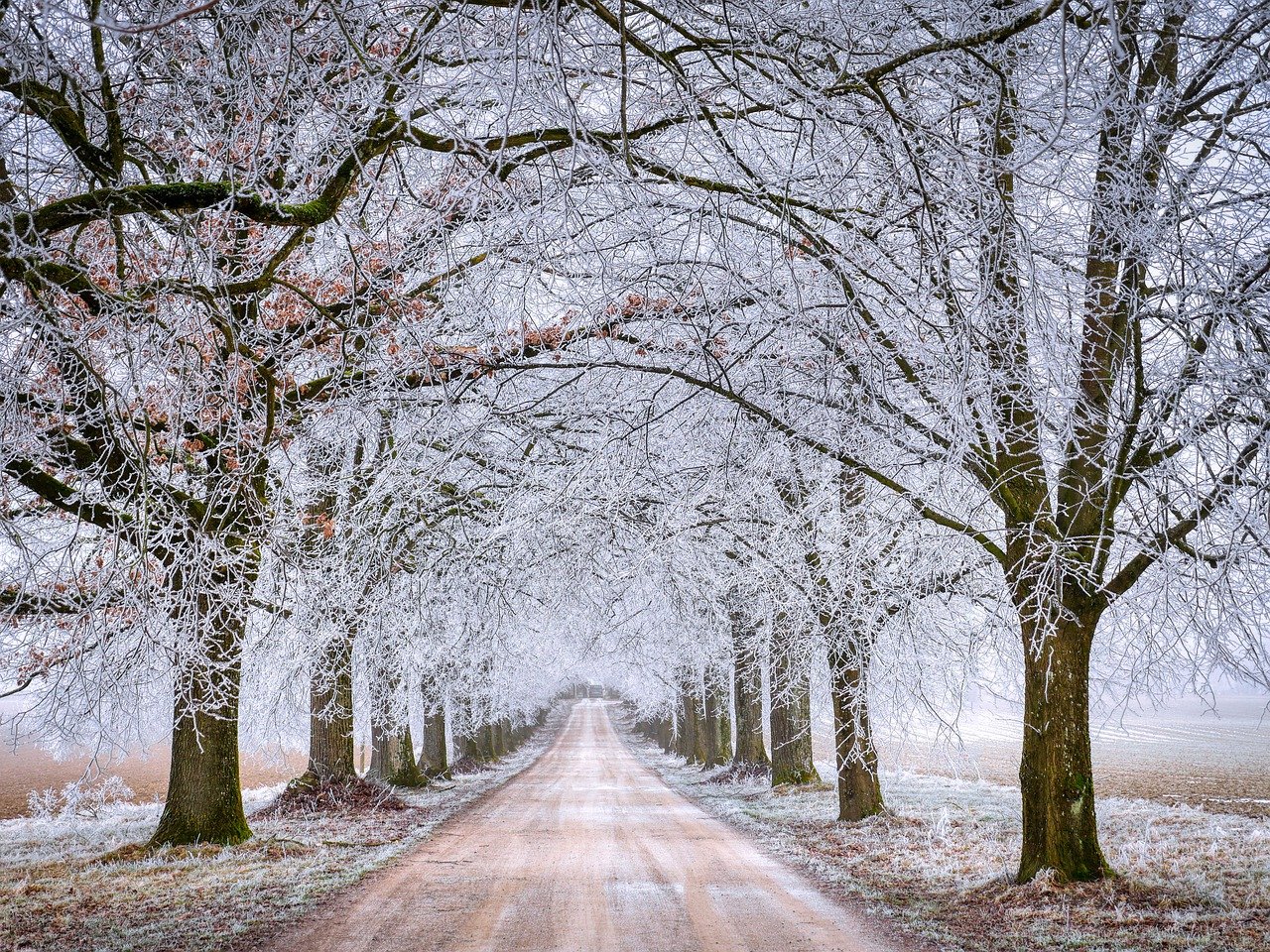 road, trees, winter-6935773.jpg