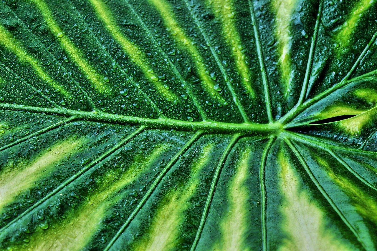 variegated leaf, giant taro, plant-6925639.jpg