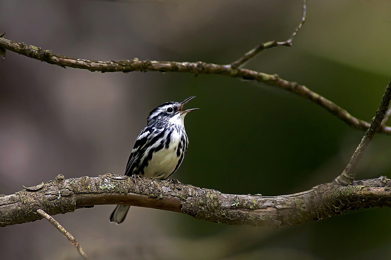 black-and-white warbler, bird, animal-7011235.jpg