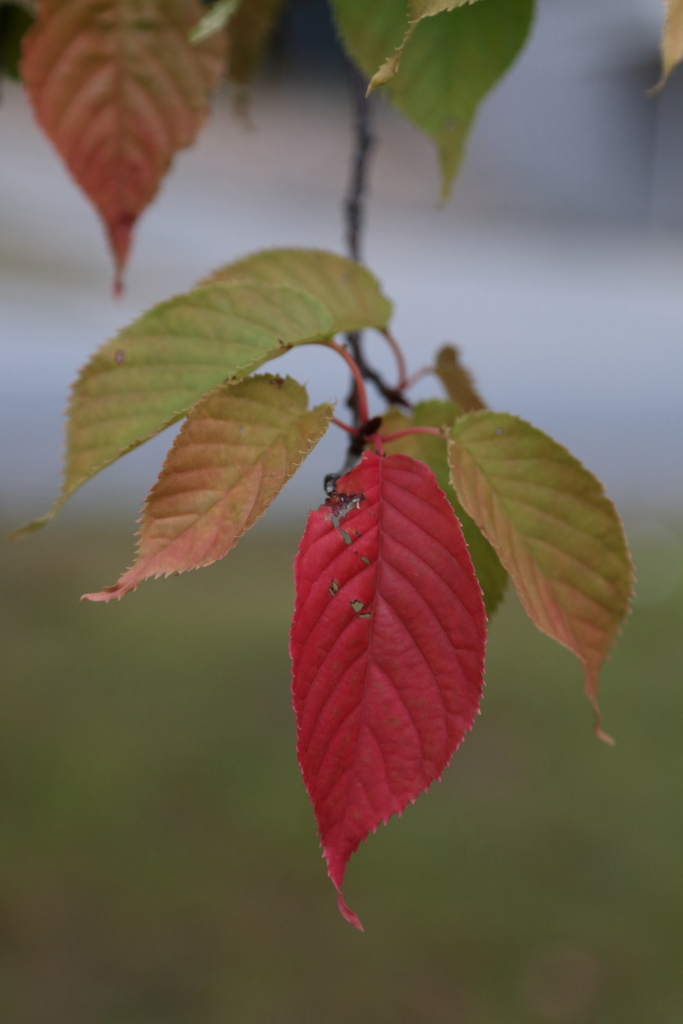 Leaves