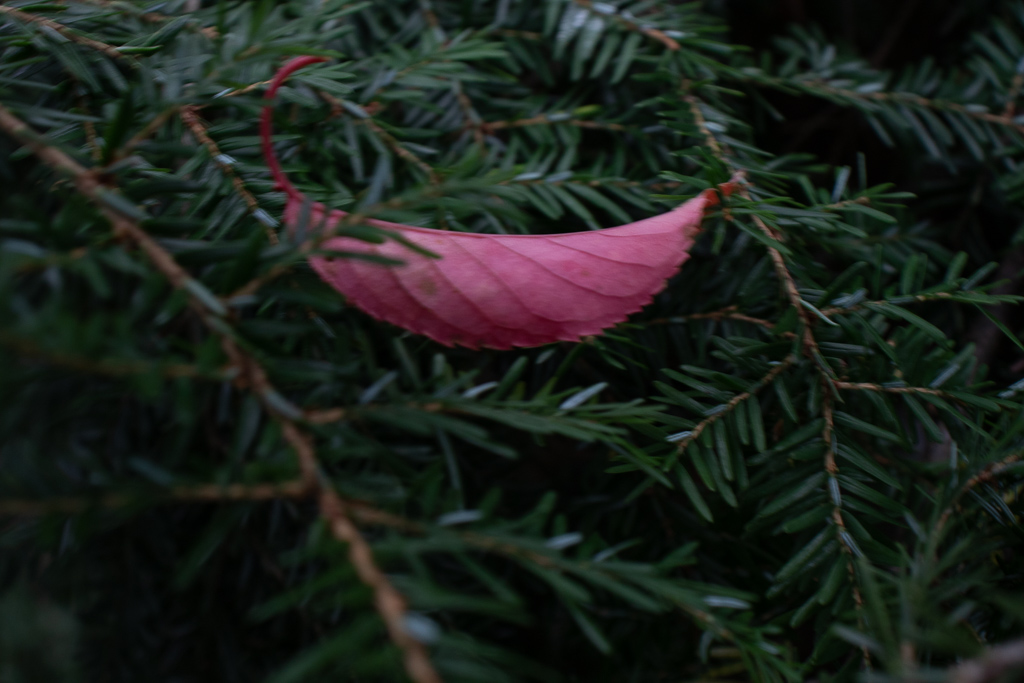 Red Leaf