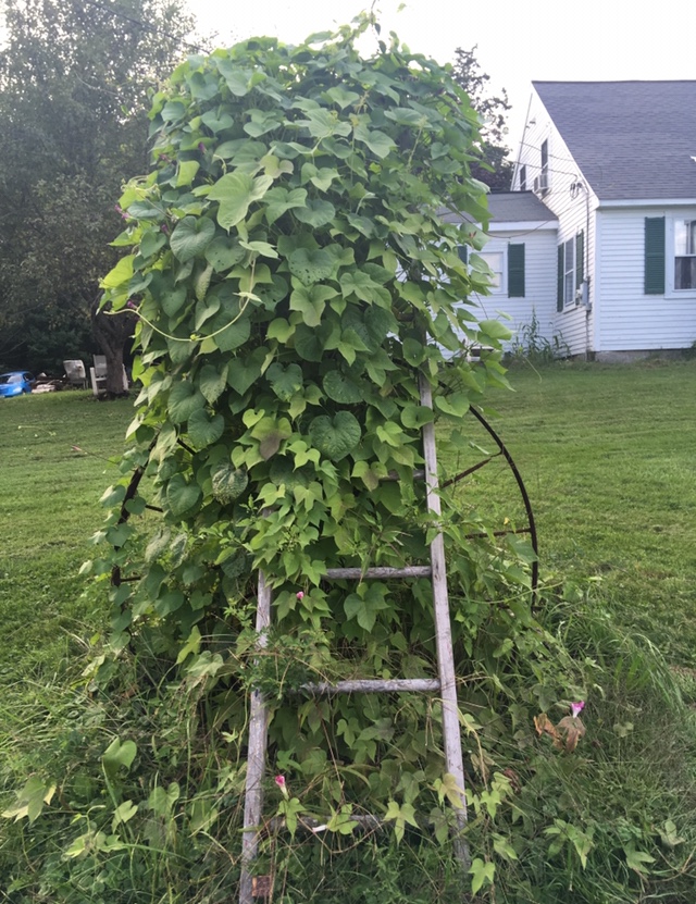 Before image