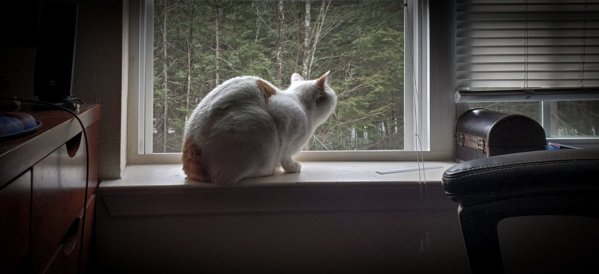 Project 7 Final – Tyler D’Ambrosio