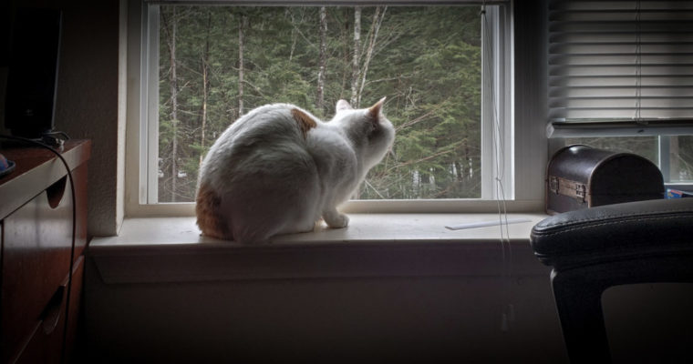 Project 7 Final – Tyler D’Ambrosio